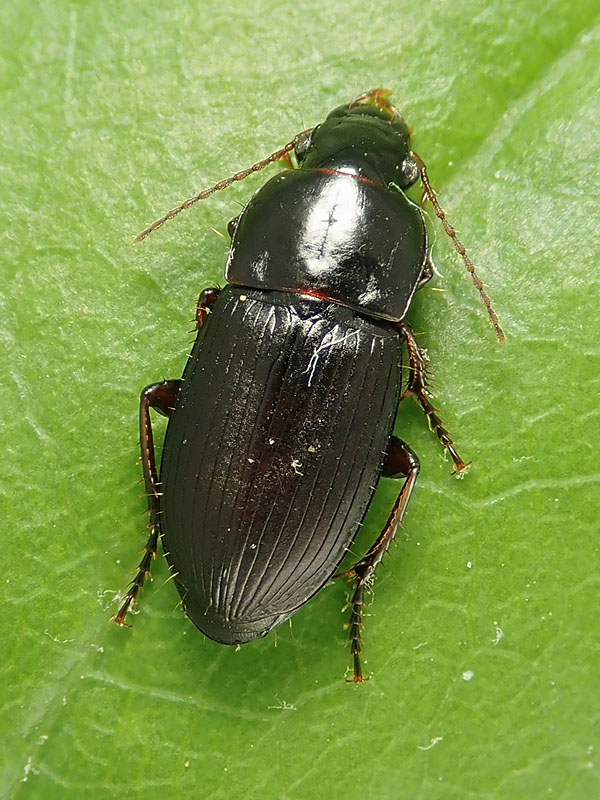 Carabidae: Harpalus pygmaeus ? pi probabile H. pumilus...